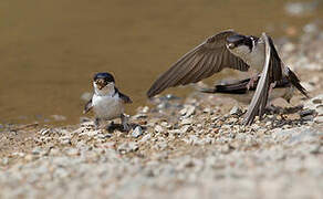 Western House Martin