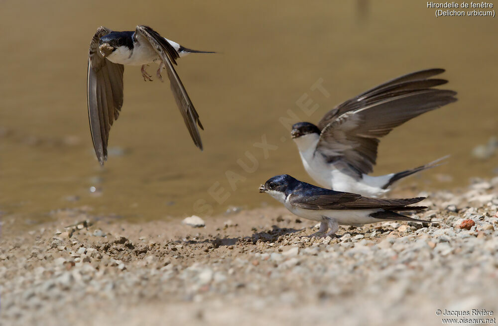 Western House Martinadult breeding