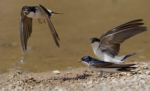 Western House Martin