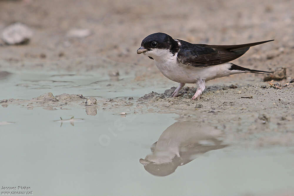 Common House Martinadult breeding, Reproduction-nesting