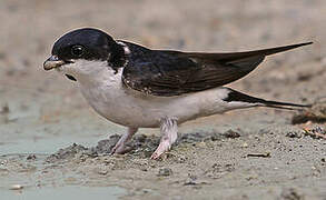 Western House Martin