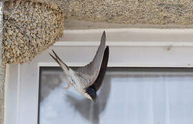 Western House Martin