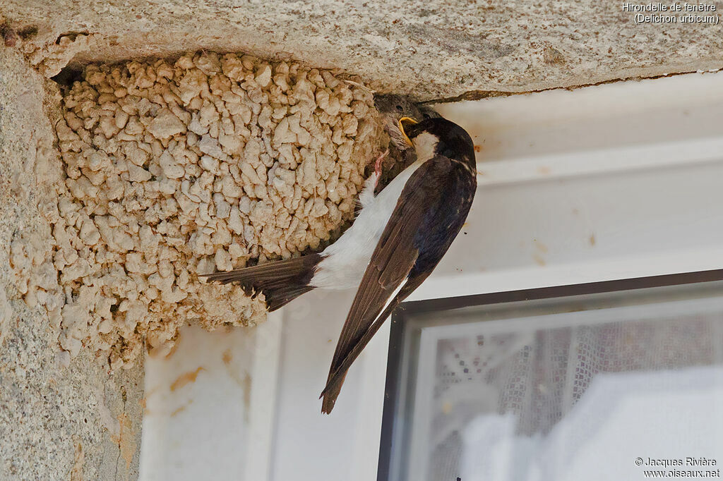 Hirondelle de fenêtreadulte nuptial, identification, Nidification