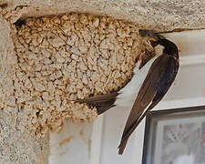 Western House Martin