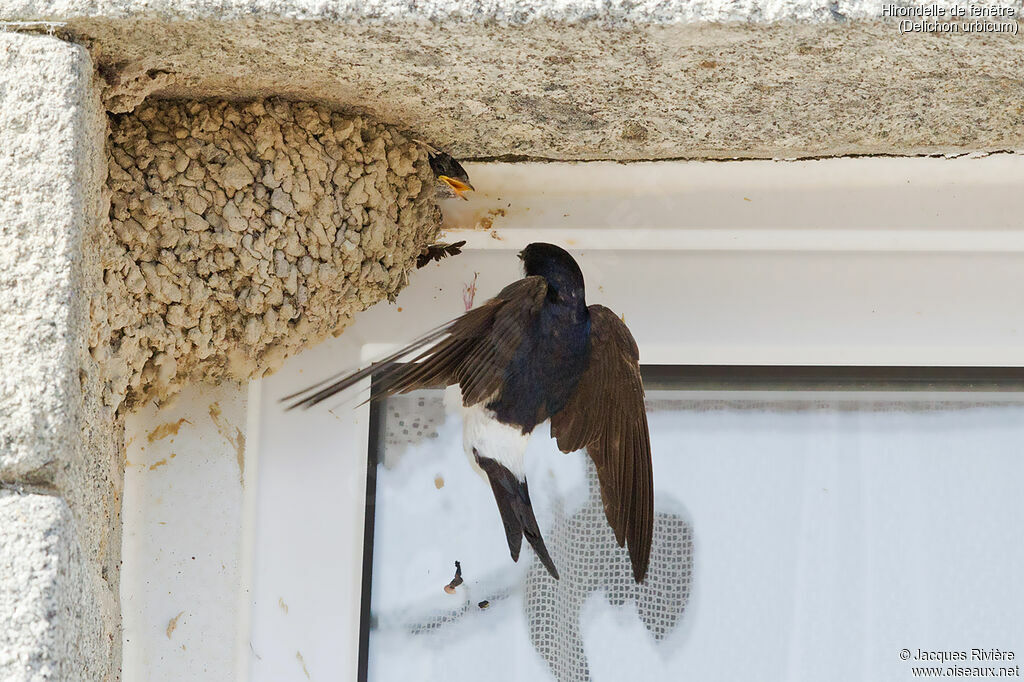 Western House Martinadult breeding, Flight, Reproduction-nesting