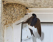 Western House Martin