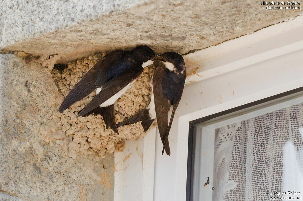 Western House Martinadult breeding, Reproduction-nesting