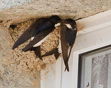 Western House Martin