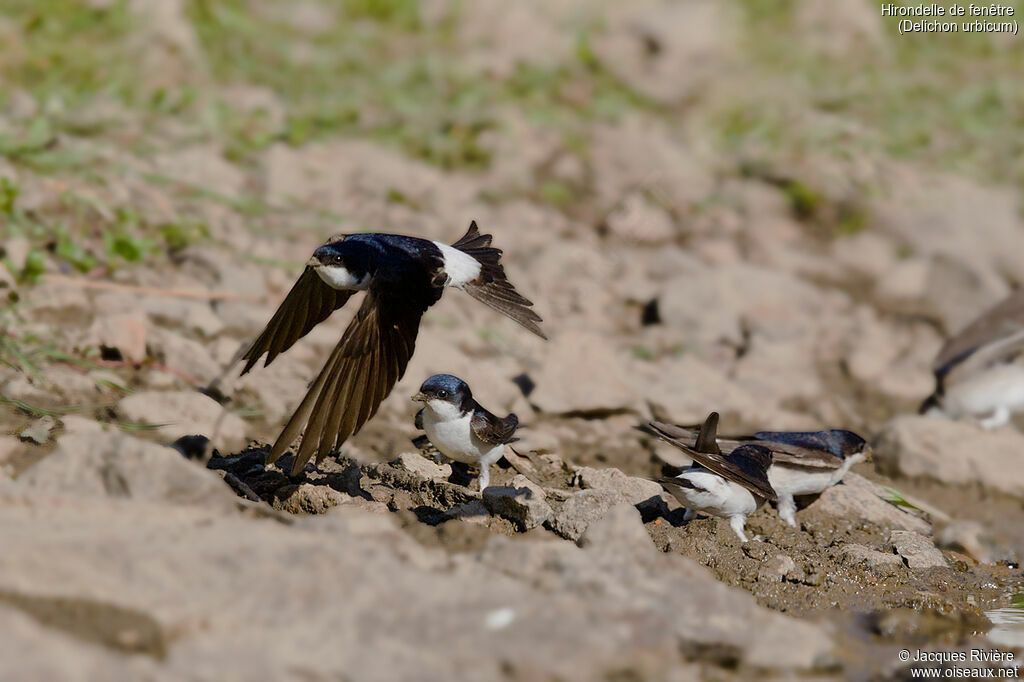 Common House Martinadult breeding, Reproduction-nesting