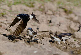 Western House Martin