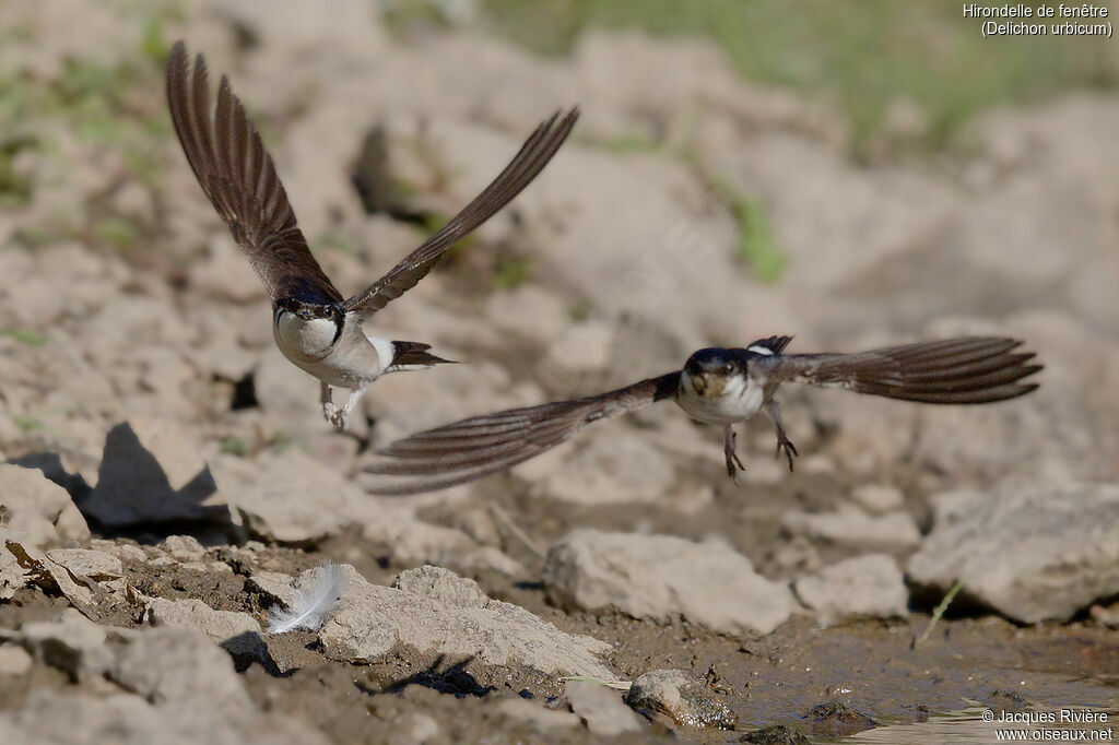 Common House Martinadult breeding, Reproduction-nesting