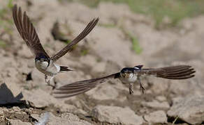 Western House Martin