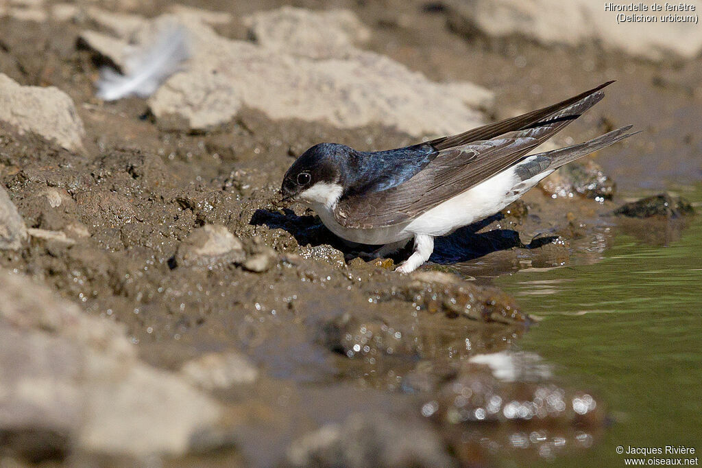 Hirondelle de fenêtreadulte nuptial, identification, Nidification