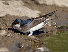 Western House Martin