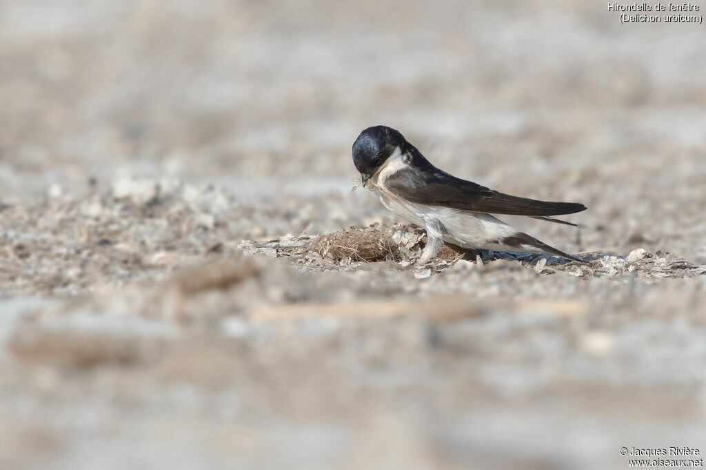 Western House Martin adult, breeding, identification, nesting