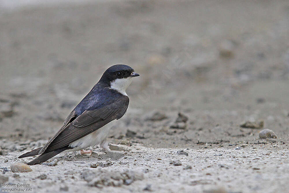 Hirondelle de fenêtreadulte nuptial, identification