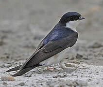 Western House Martin