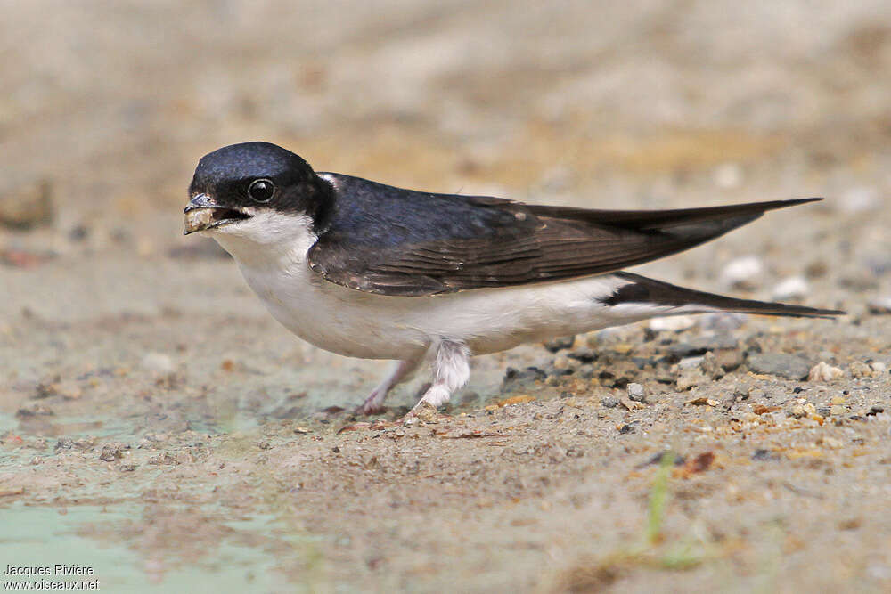 Common House Martinadult breeding, Reproduction-nesting