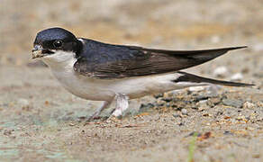 Western House Martin