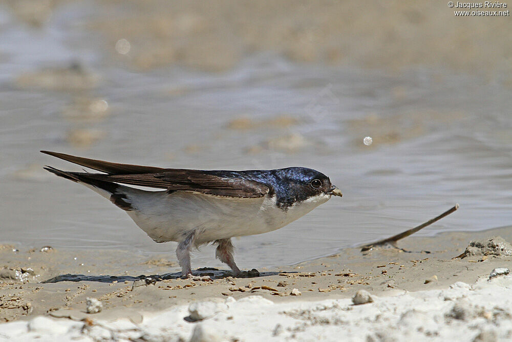 Western House Martinadult breeding, Reproduction-nesting