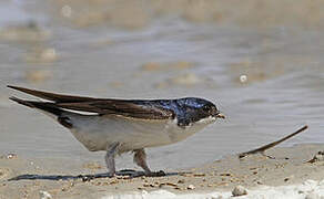 Common House Martin