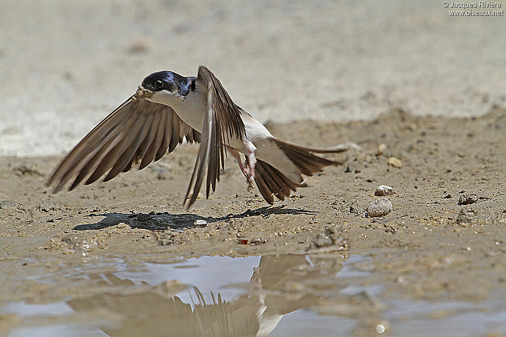 Hirondelle de fenêtreadulte nuptial, Nidification