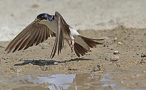 Western House Martin