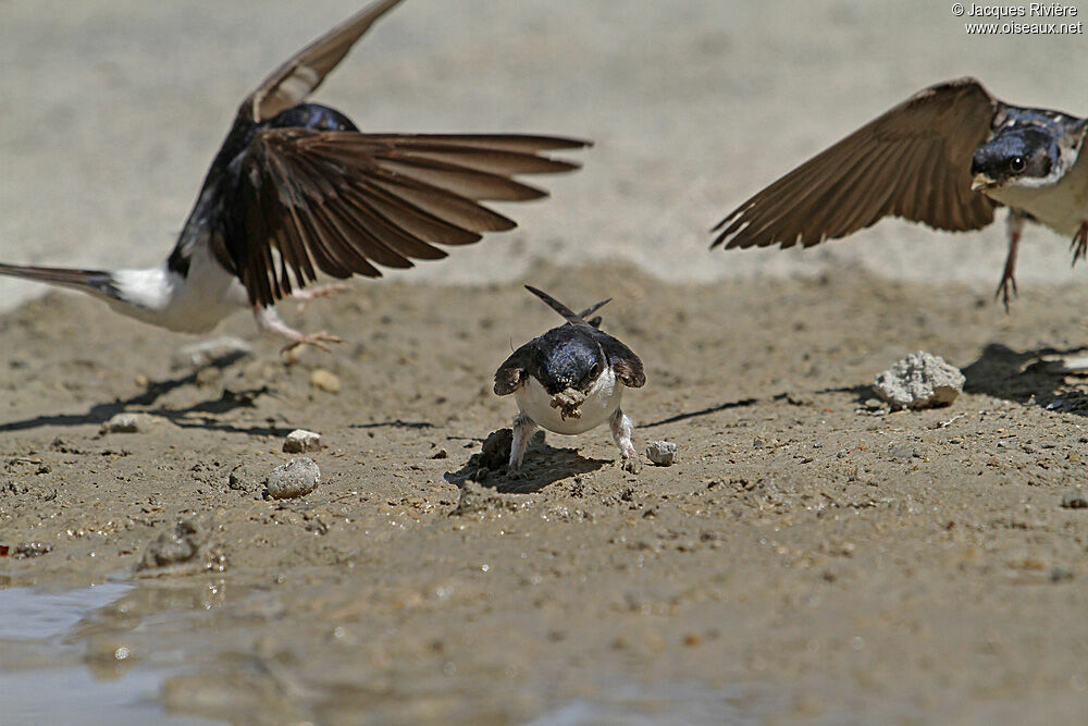 Western House Martinadult breeding, Flight