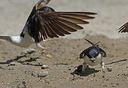 Western House Martin