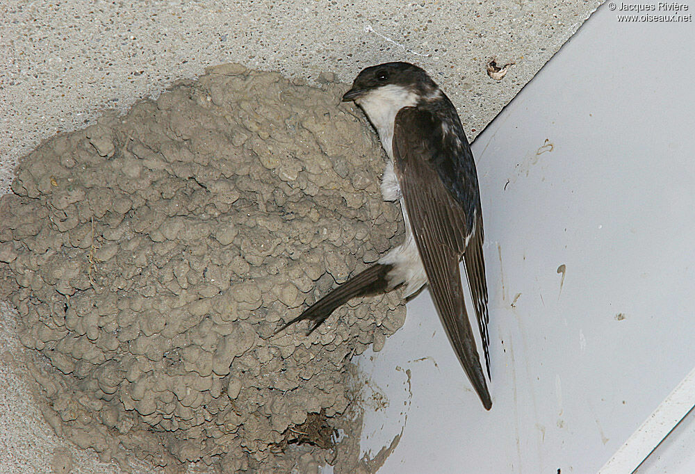 Hirondelle de fenêtreadulte nuptial, Nidification