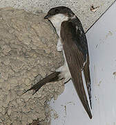 Common House Martin