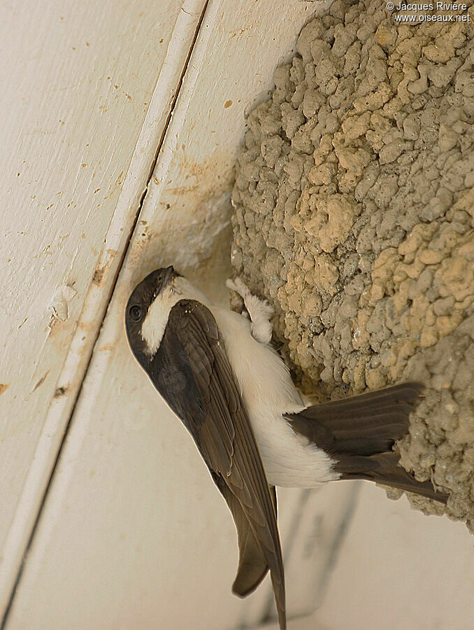 Hirondelle de fenêtreadulte nuptial, Nidification