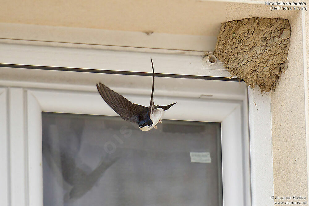 Hirondelle de fenêtreadulte nuptial, identification, Vol, Nidification