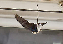 Western House Martin