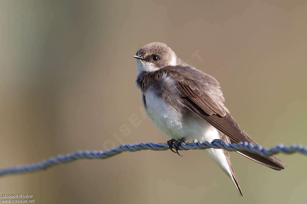 Hirondelle de rivageadulte nuptial, identification