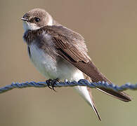 Sand Martin