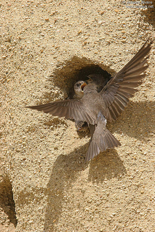 Sand Martinadult breeding, Reproduction-nesting