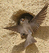 Sand Martin