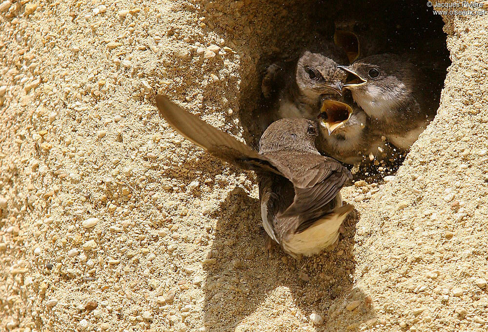 Sand Martinadult breeding, Reproduction-nesting