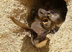 Sand Martin