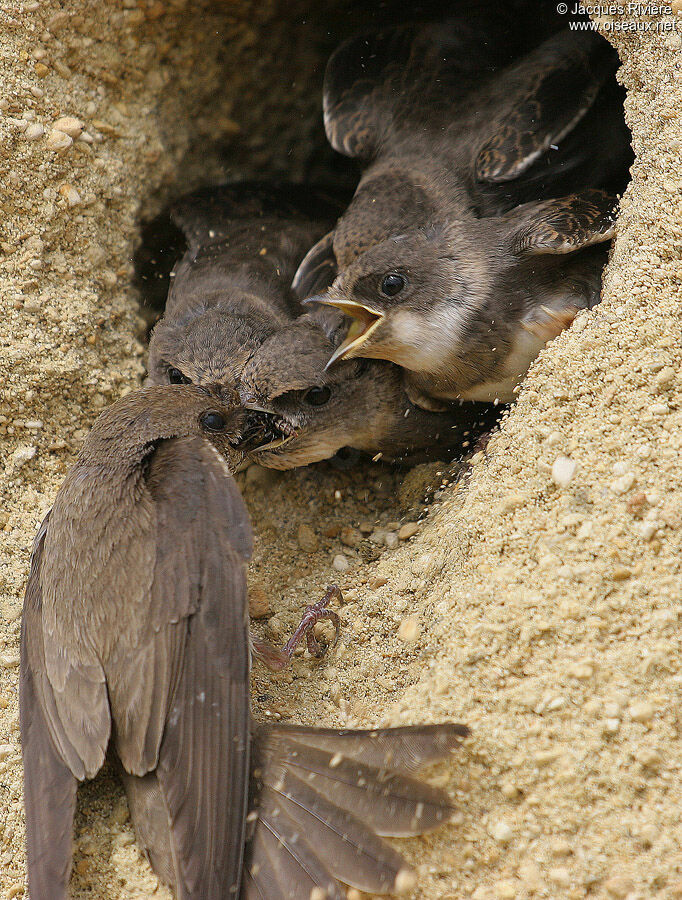 Hirondelle de rivageadulte nuptial, Nidification