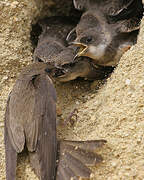 Sand Martin