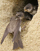 Sand Martin