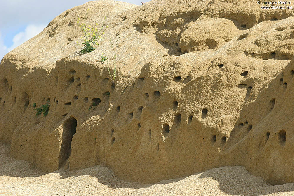 Sand Martin, Reproduction-nesting