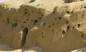 Sand Martin