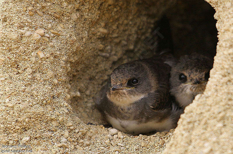 Sand Martinjuvenile, Reproduction-nesting