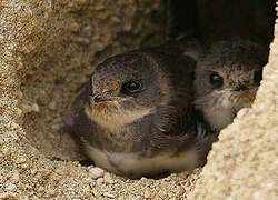 Sand Martin