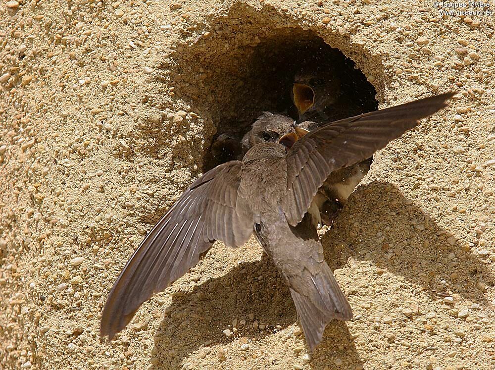 Sand Martinadult breeding, Reproduction-nesting