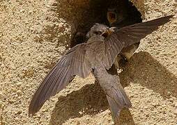 Sand Martin