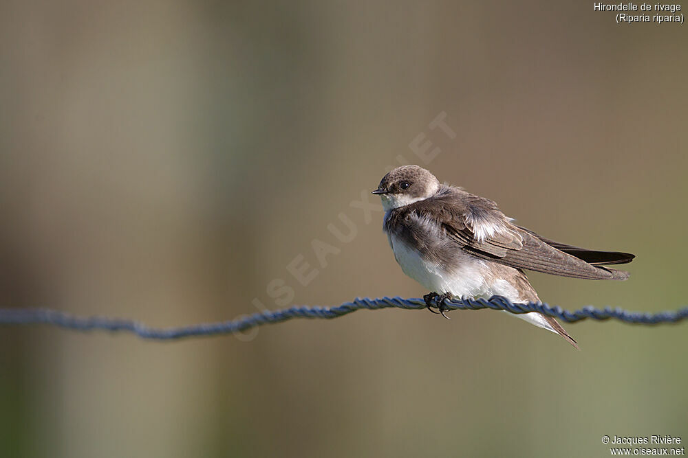 Sand Martinadult breeding, identification